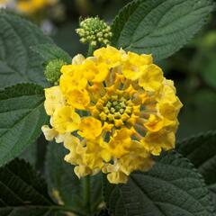 Libora měňavá 'Bandana Yellow' - Lantana camara 'Bandana Yellow'