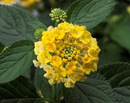 Libora měňavá 'Bandana Yellow'