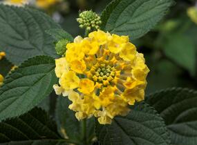 Libora měňavá 'Bandana Yellow' - Lantana camara 'Bandana Yellow'