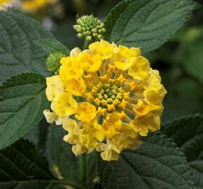 Libora měňavá 'Bandana Yellow' - Lantana camara 'Bandana Yellow'