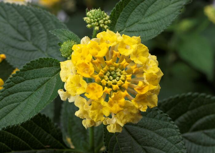 Libora měňavá 'Bandana Yellow' - Lantana camara 'Bandana Yellow'