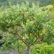 Vrba - Salix tetrapla