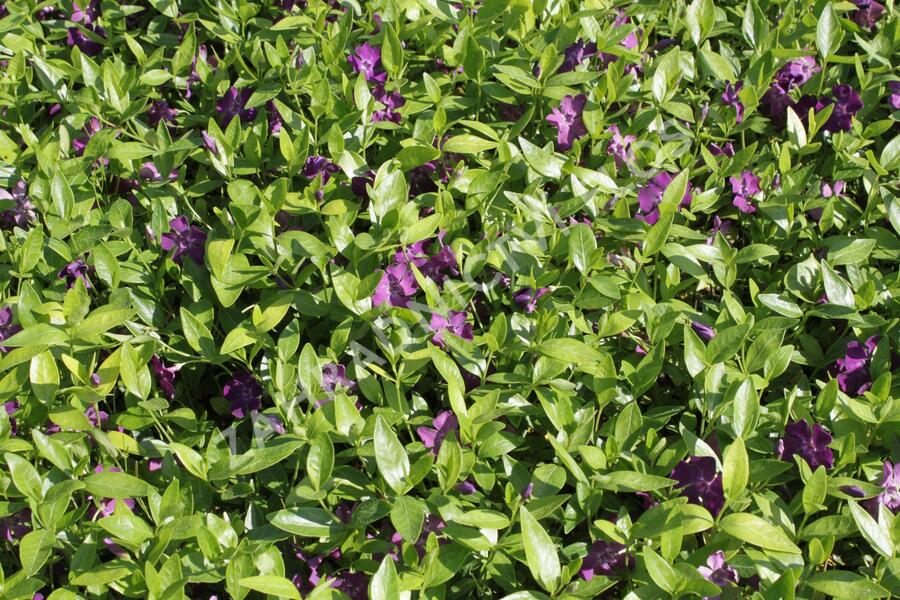 Barvínek menší 'Atropurpurea' - Vinca minor 'Atropurpurea'