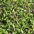 Barvínek menší 'Atropurpurea' - Vinca minor 'Atropurpurea'