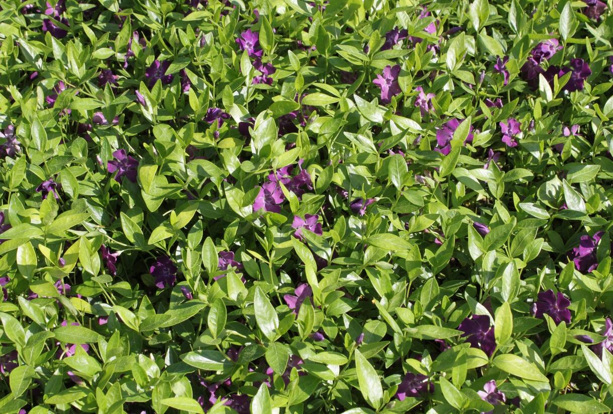 Barvínek menší 'Atropurpurea' - Vinca minor 'Atropurpurea'