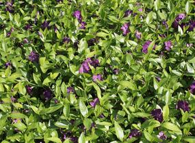 Barvínek menší 'Atropurpurea' - Vinca minor 'Atropurpurea'