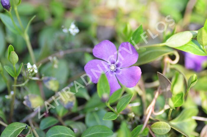 Barvínek menší 'Atropurpurea' - Vinca minor 'Atropurpurea'