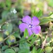 Barvínek menší 'Atropurpurea' - Vinca minor 'Atropurpurea'