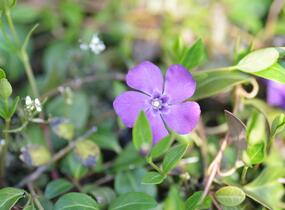 Barvínek menší 'Atropurpurea' - Vinca minor 'Atropurpurea'