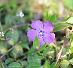 Barvínek menší 'Atropurpurea' - Vinca minor 'Atropurpurea'