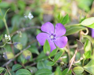 Barvínek menší 'Atropurpurea'