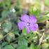 barvinek-mensi-atropurpurea.jpg