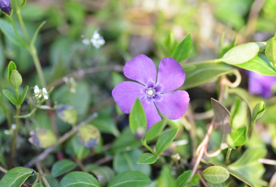 Barvínek menší 'Atropurpurea' - Vinca minor 'Atropurpurea'
