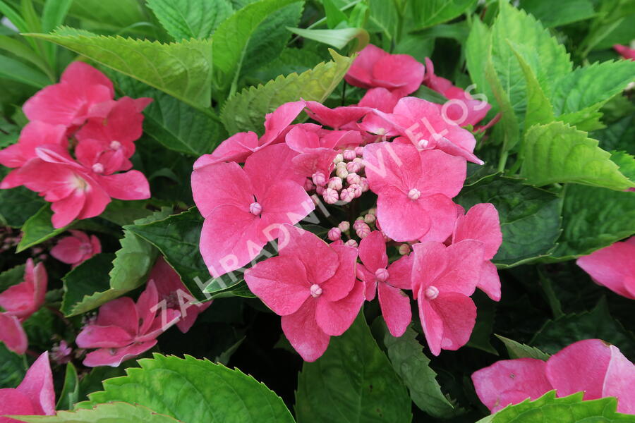 Hortenzie velkolistá 'Kardinal' - Hydrangea macrophylla 'Kardinal'