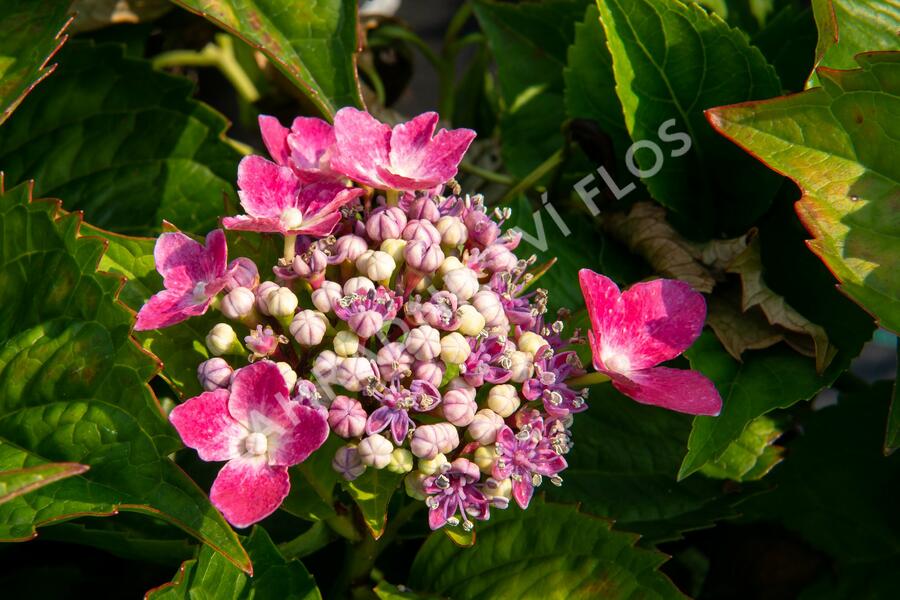 Hortenzie velkolistá 'Kardinal' - Hydrangea macrophylla 'Kardinal'