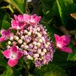 Hortenzie velkolistá 'Kardinal' - Hydrangea macrophylla 'Kardinal'