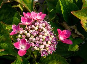 Hortenzie velkolistá 'Kardinal' - Hydrangea macrophylla 'Kardinal'