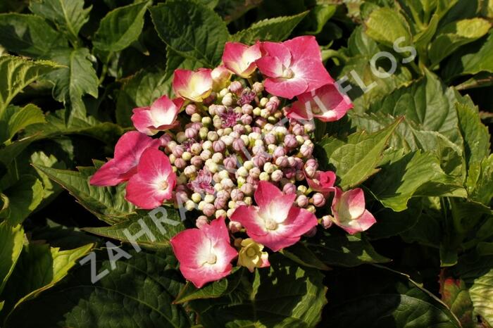 Hortenzie velkolistá 'Kardinal' - Hydrangea macrophylla 'Kardinal'
