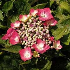 Hortenzie velkolistá 'Kardinal' - Hydrangea macrophylla 'Kardinal'