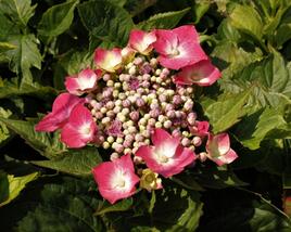 Hortenzie velkolistá 'Kardinal'