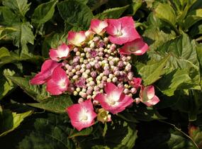 Hortenzie velkolistá 'Kardinal' - Hydrangea macrophylla 'Kardinal'