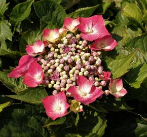 Hortenzie velkolistá 'Kardinal' - Hydrangea macrophylla 'Kardinal'