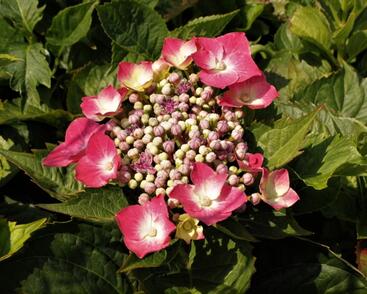 Hortenzie velkolistá 'Kardinal'