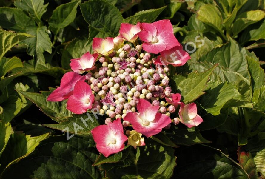 Hortenzie velkolistá 'Kardinal' - Hydrangea macrophylla 'Kardinal'