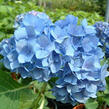 Hortenzie velkolistá 'Reneta Steiniger' - Hydrangea macrophylla 'Reneta Steiniger'