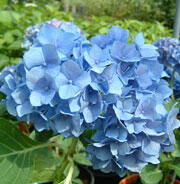 Hortenzie velkolistá 'Reneta Steiniger' - Hydrangea macrophylla 'Reneta Steiniger'