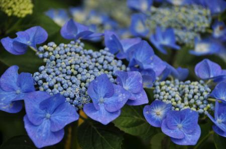 Hortenzie velkolistá 'Eisvogel' - Hydrangea macrophylla 'Eisvogel'