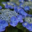 Hortenzie velkolistá 'Eisvogel' - Hydrangea macrophylla 'Eisvogel'