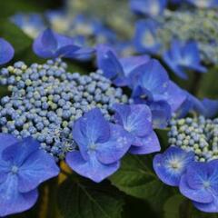 Hortenzie velkolistá 'Eisvogel' - Hydrangea macrophylla 'Eisvogel'