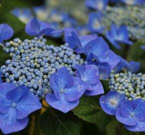 Hortenzie velkolistá 'Eisvogel' - Hydrangea macrophylla 'Eisvogel'