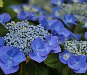 Hortenzie velkolistá 'Eisvogel' - Hydrangea macrophylla 'Eisvogel'