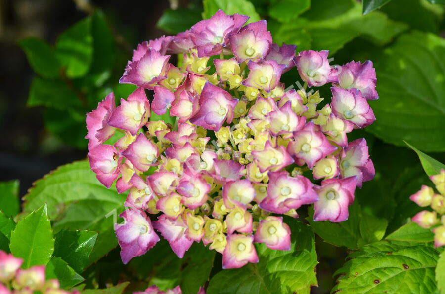 Hortenzie velkolistá 'King George V.' - Hydrangea macrophylla 'King George V.'