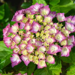 Hortenzie velkolistá 'King George V.' - Hydrangea macrophylla 'King George V.'
