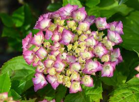 Hortenzie velkolistá 'King George V.' - Hydrangea macrophylla 'King George V.'