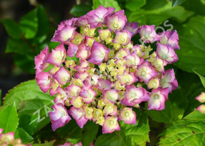 Hortenzie velkolistá 'King George V.' - Hydrangea macrophylla 'King George V.'