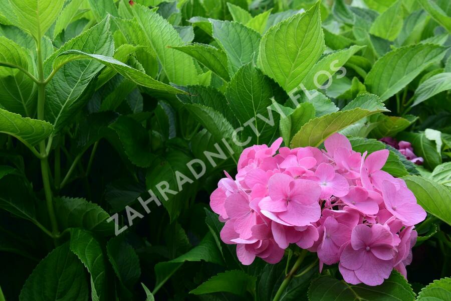Hortenzie velkolistá 'Freudenstein' - Hydrangea macrophylla 'Freudenstein'