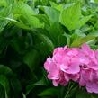 Hortenzie velkolistá 'Freudenstein' - Hydrangea macrophylla 'Freudenstein'