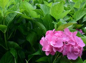 Hortenzie velkolistá 'Freudenstein' - Hydrangea macrophylla 'Freudenstein'