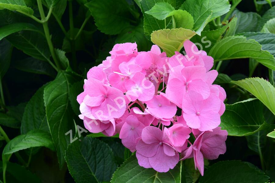 Hortenzie velkolistá 'Freudenstein' - Hydrangea macrophylla 'Freudenstein'