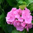 Hortenzie velkolistá 'Freudenstein' - Hydrangea macrophylla 'Freudenstein'