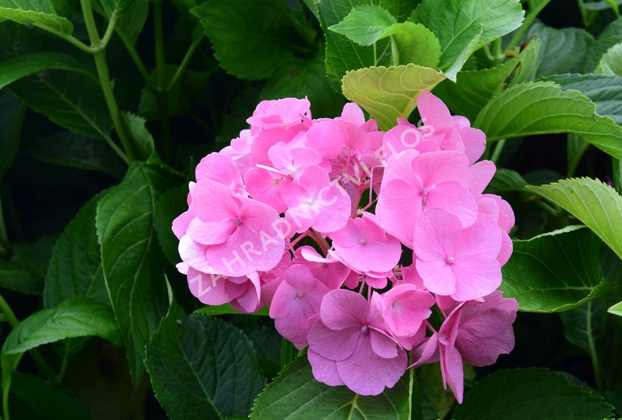 Hortenzie velkolistá 'Freudenstein' - Hydrangea macrophylla 'Freudenstein'