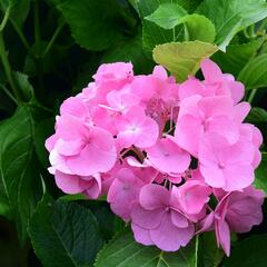 Hortenzie velkolistá 'Freudenstein' - Hydrangea macrophylla 'Freudenstein'