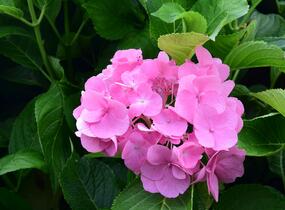 Hortenzie velkolistá 'Freudenstein' - Hydrangea macrophylla 'Freudenstein'