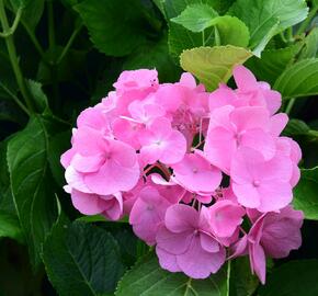 Hortenzie velkolistá 'Freudenstein' - Hydrangea macrophylla 'Freudenstein'