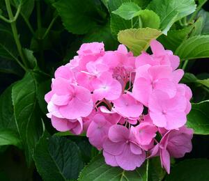 Hortenzie velkolistá 'Freudenstein' - Hydrangea macrophylla 'Freudenstein'