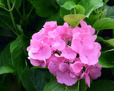 Hortenzie velkolistá 'Freudenstein'